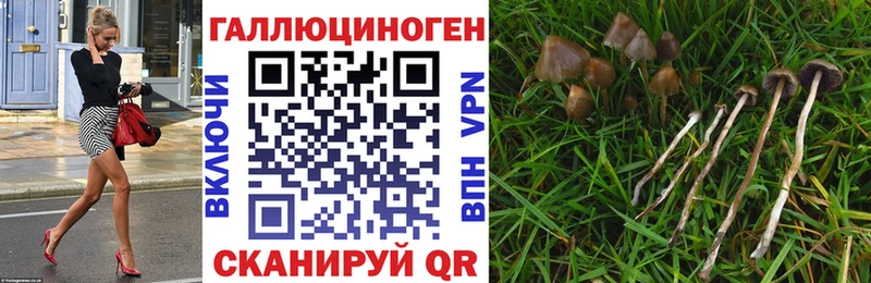 Псилоцибиновые грибы Cubensis  shop формула  Новосибирск 