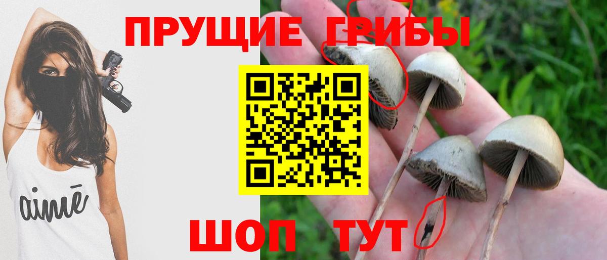 Новосибирск  Псилоцибиновые грибы GOLDEN TEACHER  Вход с VPN 